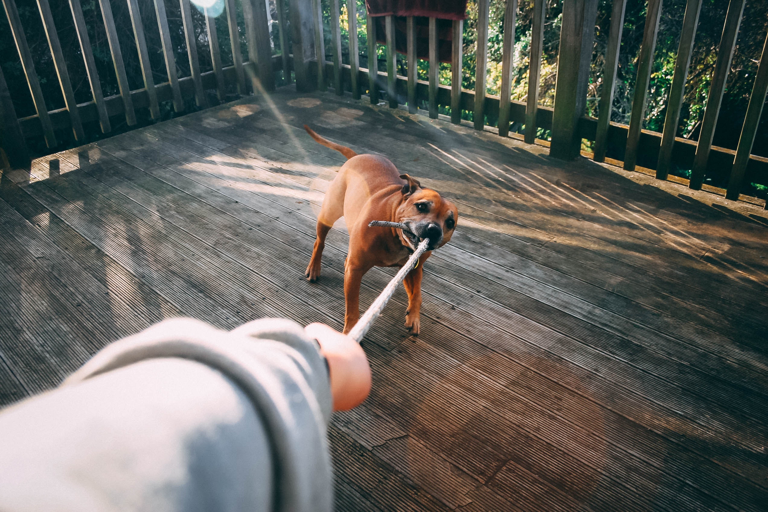 Navigating a Dog Bite Incident: Should You Seek Legal Counsel?